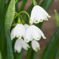 Summer Snowflake